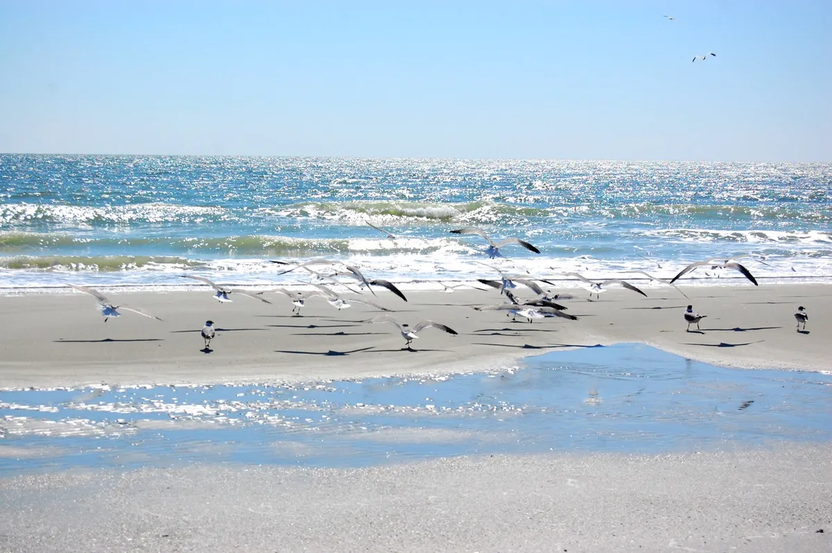 A serene stretch of sandy beach at sunrise, with gentle ocean waves, a flock of birds, and beautiful reflections in the wet sand. The feeling is tranquil yet inviting, ideal for early morning walks or family sandcastle building.